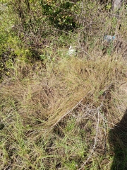Schizachyrium tenerum