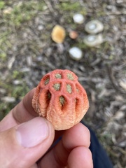 Colus hirudinosus