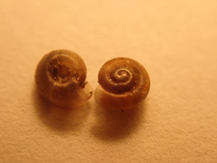 Discus rotundatus