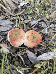 Colus hirudinosus