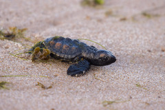Eretmochelys imbricata
