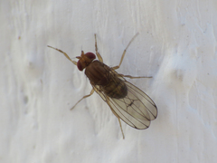 Drosophila immigrans