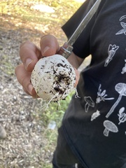 Colus hirudinosus