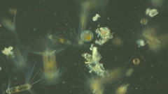 Actinocyclus