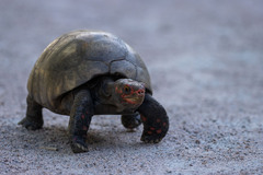 Chelonoidis carbonarius