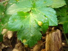 Puccinia smyrnii