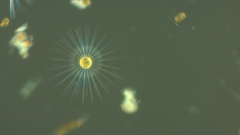 Corethron