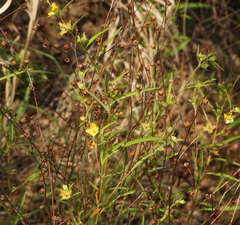 Ludwigia linearis