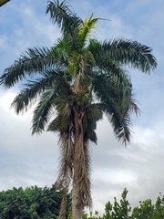 Roystonea borinquena