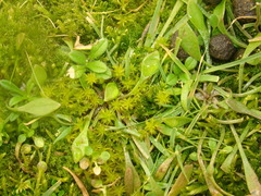 Syntrichia ruraliformis