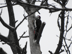 Dendrocopos major