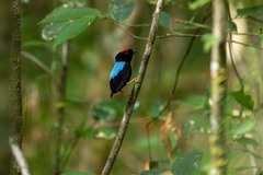 Chiroxiphia pareola