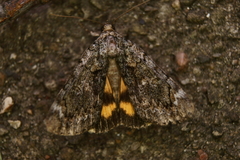 Catocala minuta