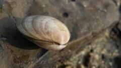 Ruditapes philippinarum