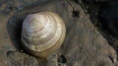 Ruditapes philippinarum