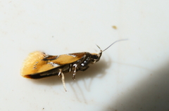 Epicallima argenticinctella