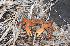 Geograpsus crinipes