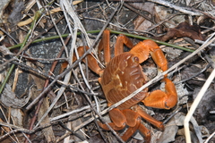 Geograpsus crinipes