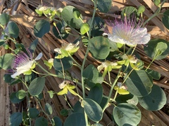 Capparis zoharyi
