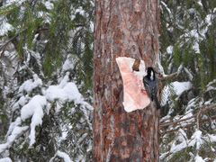 Periparus ater