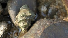 Volegalea cochlidium