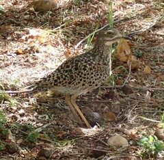 Burhinus capensis capensis