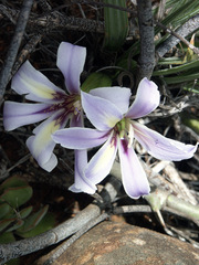 Babiana patula