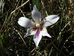 Babiana patula
