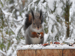 Sciurus vulgaris
