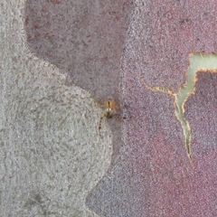 Cryptachaea veruculata