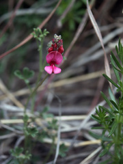 Indigofera burchellii