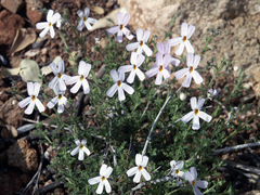 Jamesbrittenia tysonii