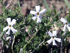 Jamesbrittenia tysonii