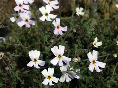 Jamesbrittenia tysonii