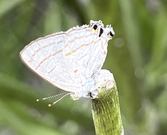 Hypolycaena philippus