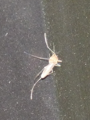 Culicidae