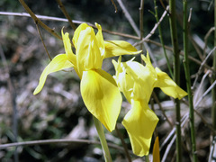 Moraea neglecta