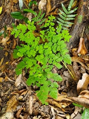 Adiantum tenerum