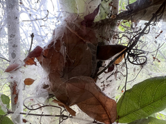 Oecophylla longinoda