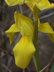 Moraea neglecta