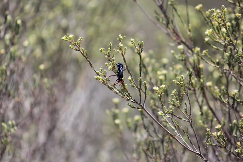 Image of Diosma aspalathoides by (c) Mahomed Desai, some rights reserved (CC BY)