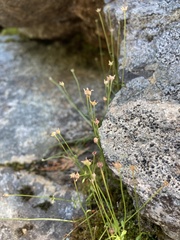 Trichophorum cespitosum