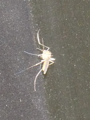 Culicidae