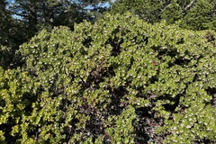Arctostaphylos sensitiva