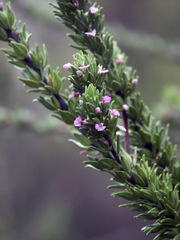 Muraltia macrocarpa