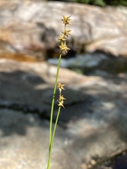 Trichophorum cespitosum