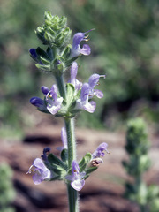 Salvia verbenaca