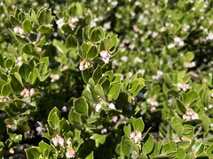 Arctostaphylos sensitiva