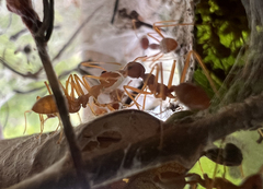 Oecophylla longinoda