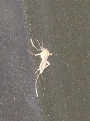 Culicidae